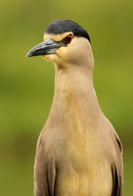 Kwak - Night Heron