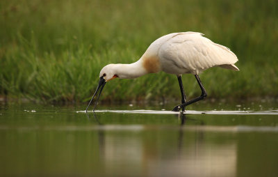 Lepelaar - Spoonbill