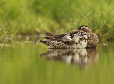 Zomertaling - Garganey