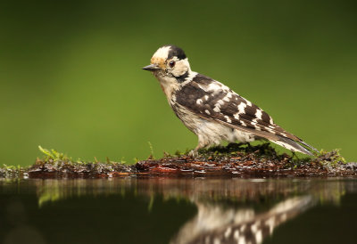 Kleine Bonte Specht - Lesser Spotted Woodpecker