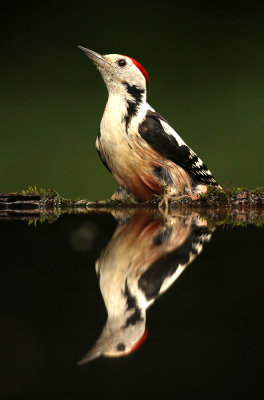 Middelste Bonte Specht - Middle Spotted Woodpecker