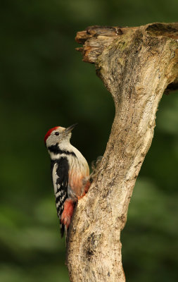 Middelste Bonte Specht - Middle Spotted Woodpecker