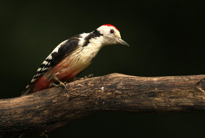 Middelste Bonte Specht - Middle Spotted Woodpecker