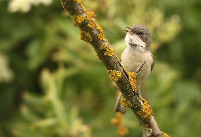 Braamsluiper - Lesser Whitethroat