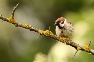 Ringmus - Tree Sparrow