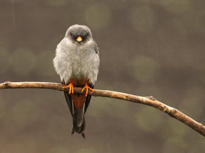 Roodpootvalk - Red-footed Falcon