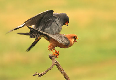 Roodpootvalk - Red-footed Falcon