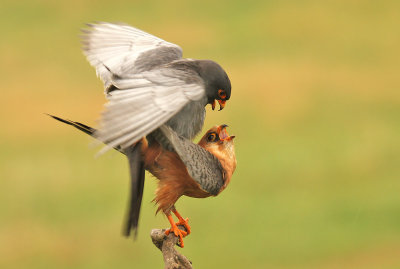 Roodpootvalk - Red-footed Falcon