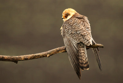 Roodpootvalk - Red-footed Falcon