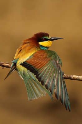 Bijeneter - Bee-eater