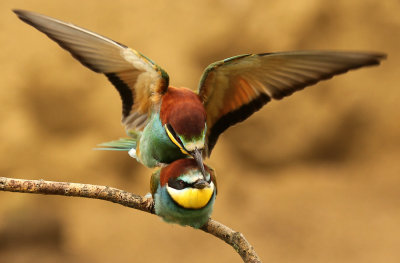 Bijeneter - Bee-eater