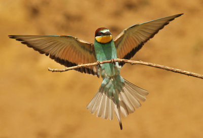 Bijeneter - Bee-eater