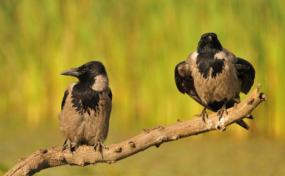 Bonte Kraai - Hooded Crow