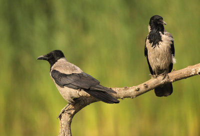 Bonte Kraai - Hooded Crow
