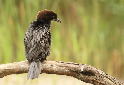 Dwergaalscholver - Pygmy Cormorant