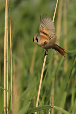 Bearded Reedling