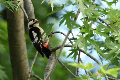 Syrian Woodpecker