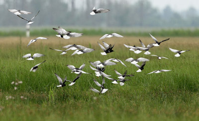 Witvleugelstern - White-winged Black Tern