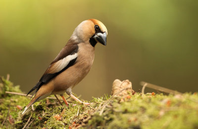 Appelvink - Hawfinch