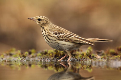 Boompieper - Tree Pipit