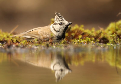 Kuifmees - Crested Tit