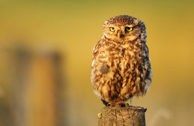 Steenuil - Little Owl