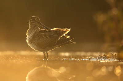 Watersnip - Snipe