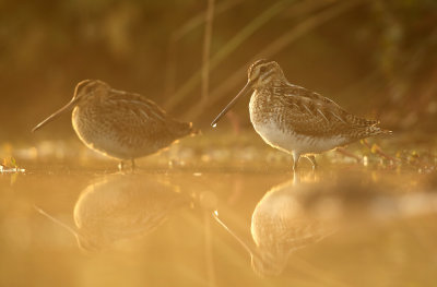 Watersnip - Snipe