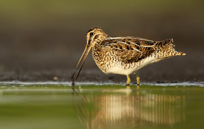 Watersnip - Snipe