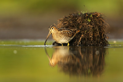 Watersnip - Snipe