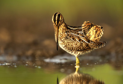 Watersnip - Snipe