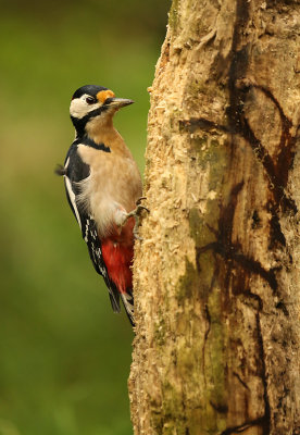 Grote Bonte Specht - Great Spotted Woodpecker