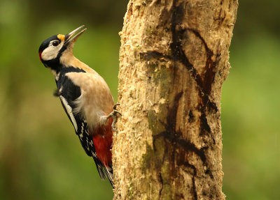 Grote Bonte Specht - Great Spotted Woodpecker