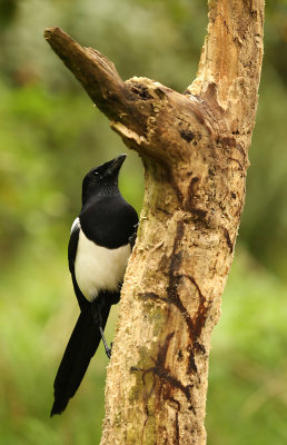 Magpie - Pica pica