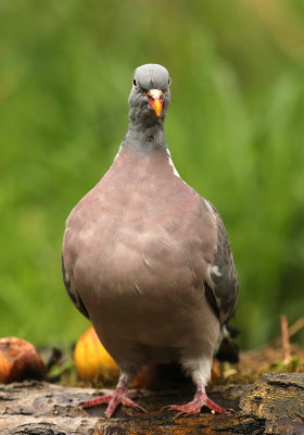 Houtduif - Wood Pigeon