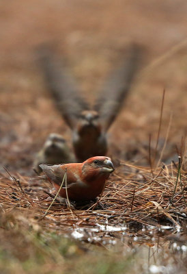 Grote Kruisbek - Parrot Crossbill