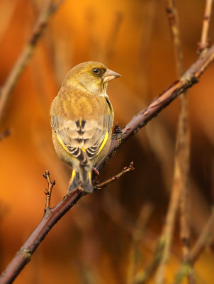 Groenling - Greenfinch