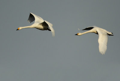 Kleine Zwaan - Bewick's Swan