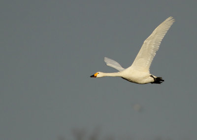 Kleine Zwaan - Bewick's Swan