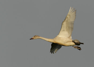 Kleine Zwaan - Bewick's Swan