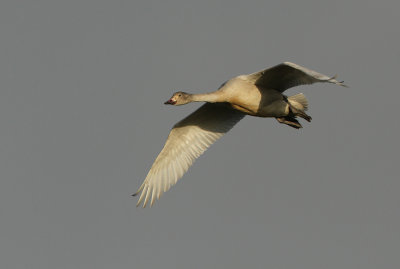 Kleine Zwaan - Bewick's Swan