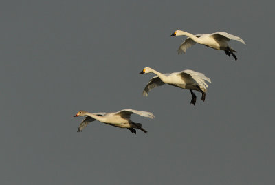 Flight of the Bewick's Swans