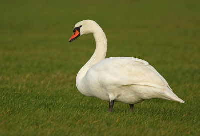 Knobbelzwaan - Mute Swan