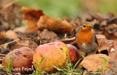 Roodborst