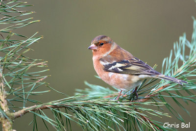 Cursus Vogelfotografie januari 2014