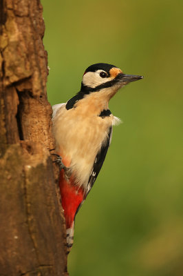 Grote Bonte Specht - Great Spotted Woodpecker