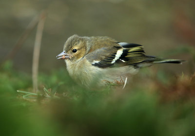 Vink