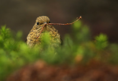 Roodborst (juv)