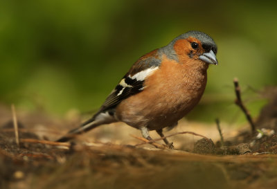 Vink