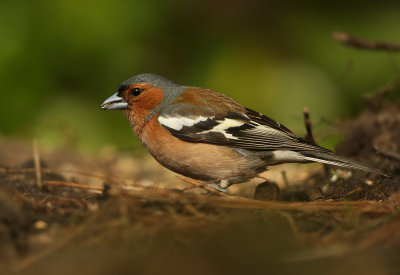 Vink